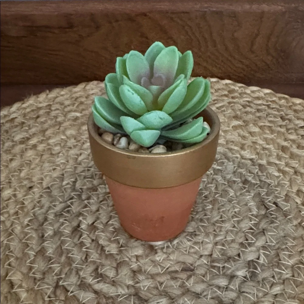 8️⃣ Assorted Succulents in Terracotta Pots
